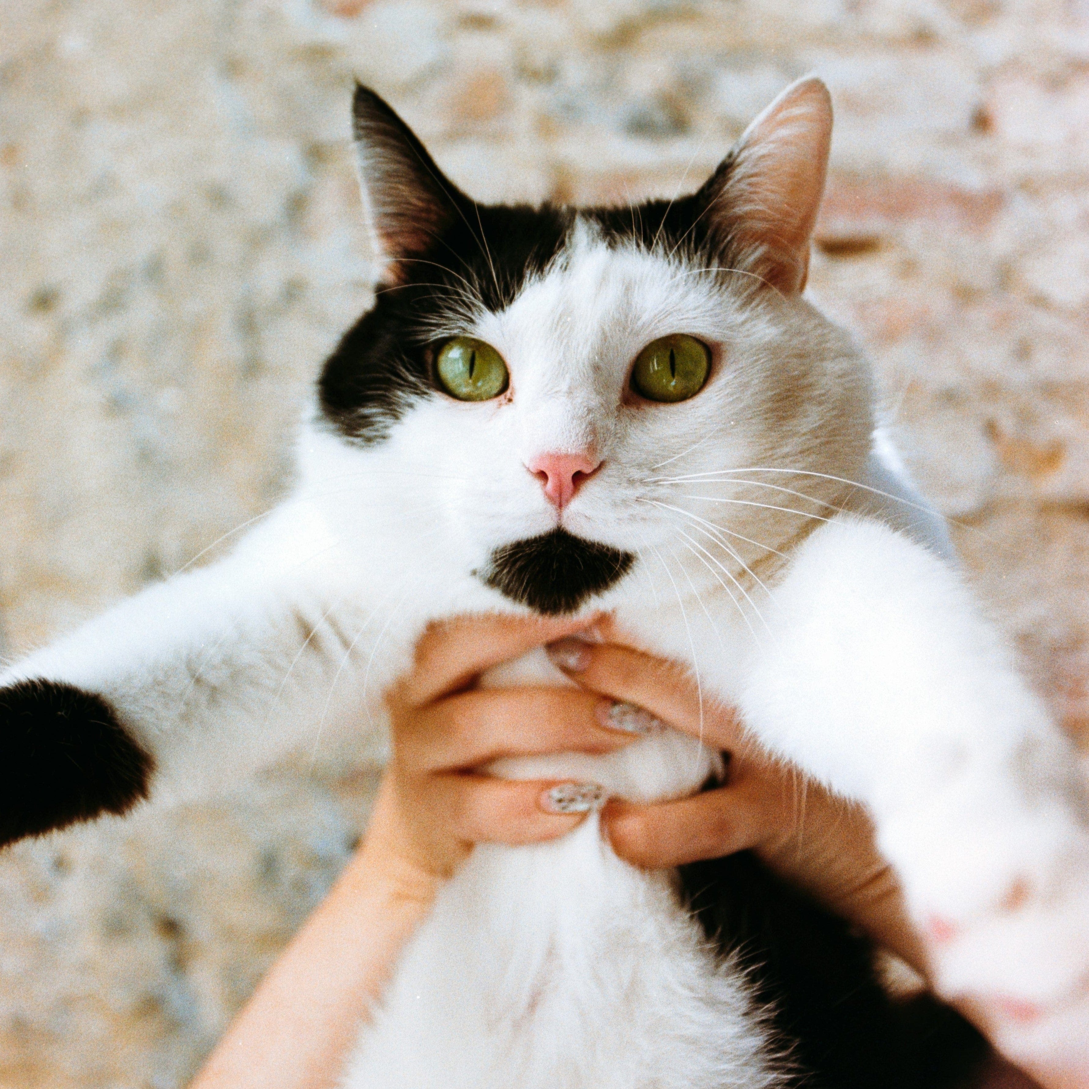 Person holding a black and white cat with a blurred background