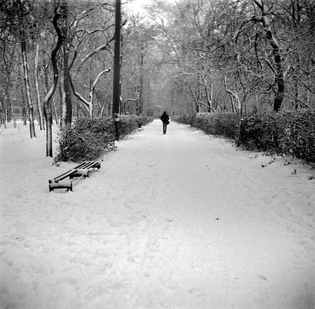 snowy forest path - Foma Fomapan Classic 100 ISO medium format black and white film example image