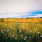 flowers and wind turbines landscape - Harman Phoenix 200 ISO medium format colour negative film example image