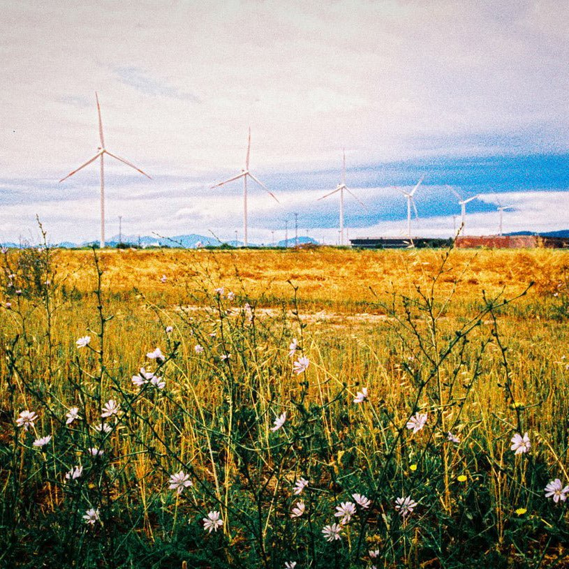 flowers and wind turbines landscape - Harman Phoenix 200 ISO medium format colour negative film example image