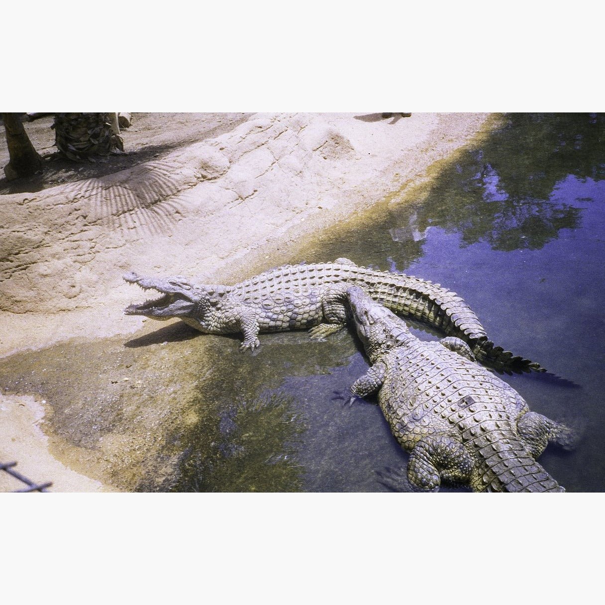 two aligators - Harman Phoenix II 200 ISO 35mm colour negative film example image