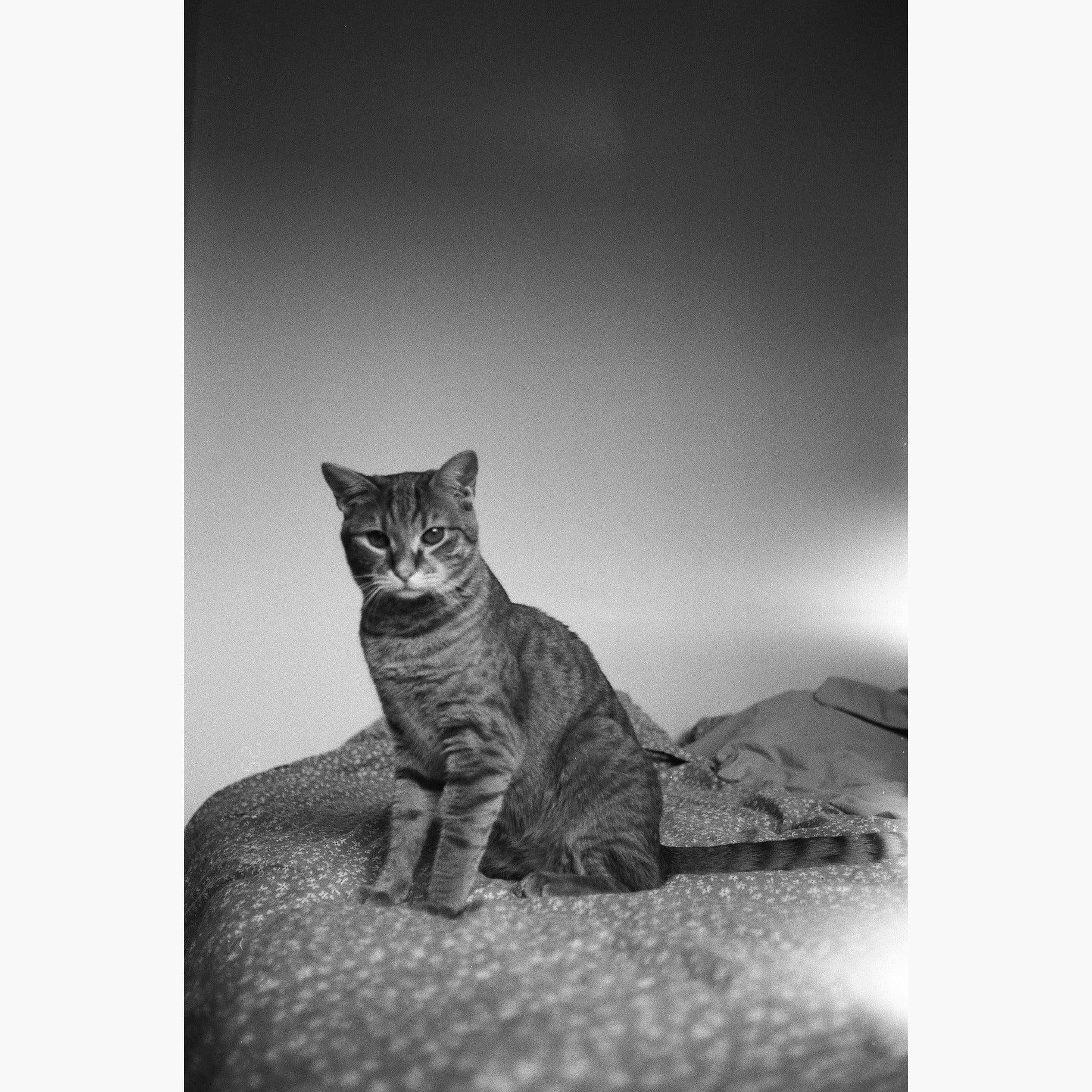 cat sat on bed - Ilford Delta 100 ISO 35mm black and white film example image