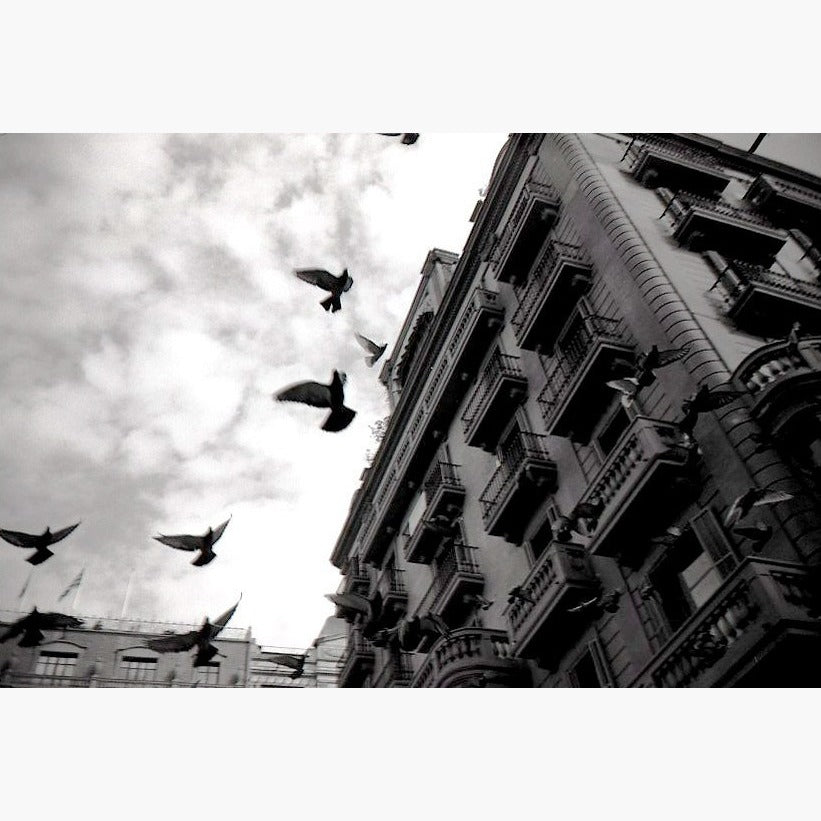 Pigeons flying across building - Ilford Delta 100 ISO 35mm black and white film example image