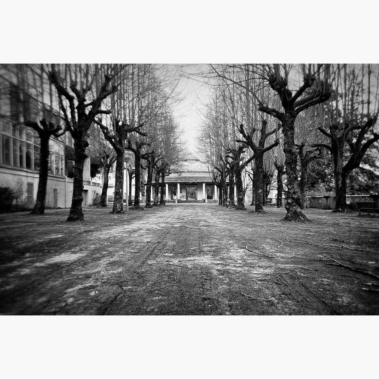 tree lined road - Ilford Delta 100 ISO 35mm black and white film example image