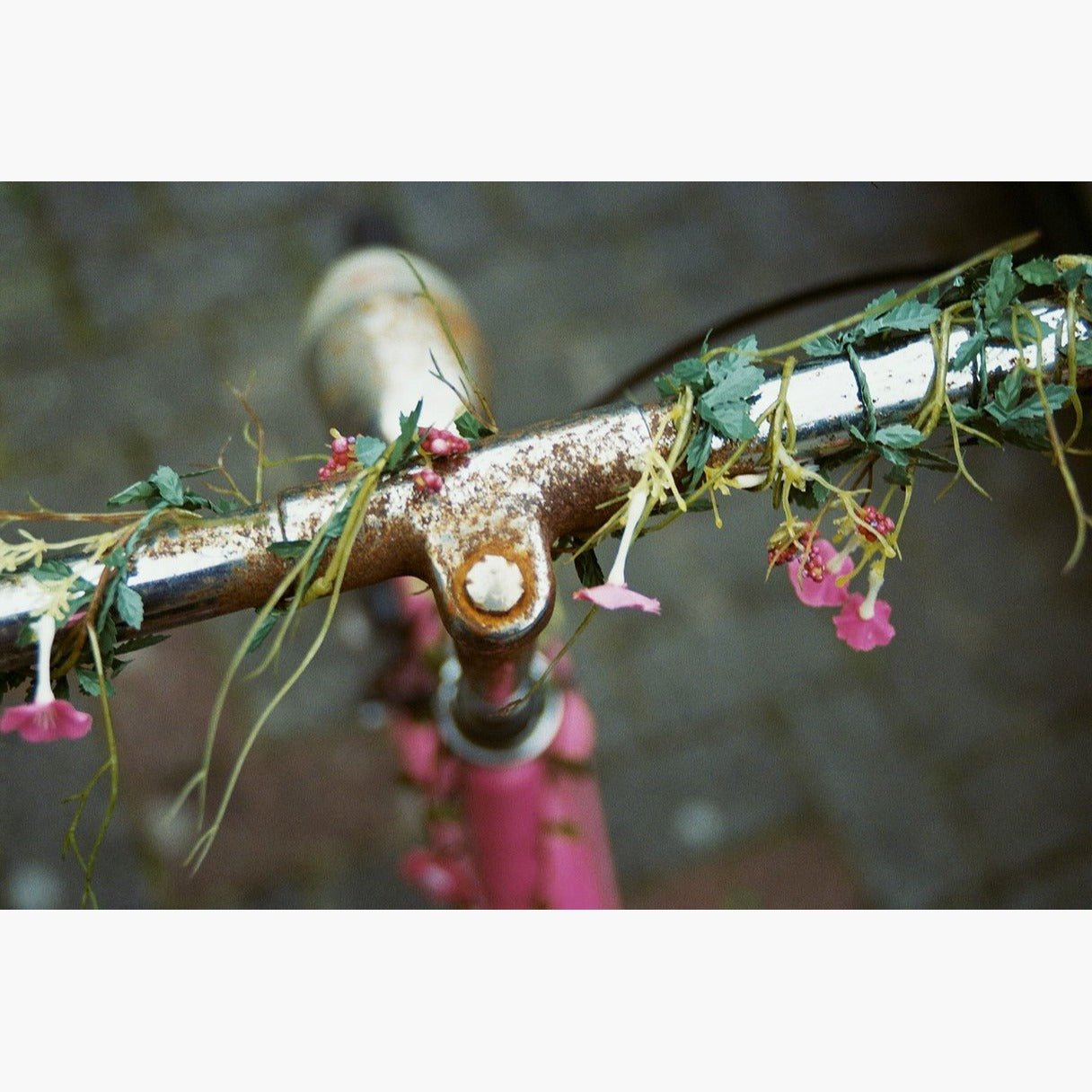 bike handlebars with flowers - Kodak Gold 200 ISO 35mm colour negative film example image