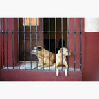 two dogs behind window bars - Kodak Pro Image 100 ISO 35mm colour negative film example image