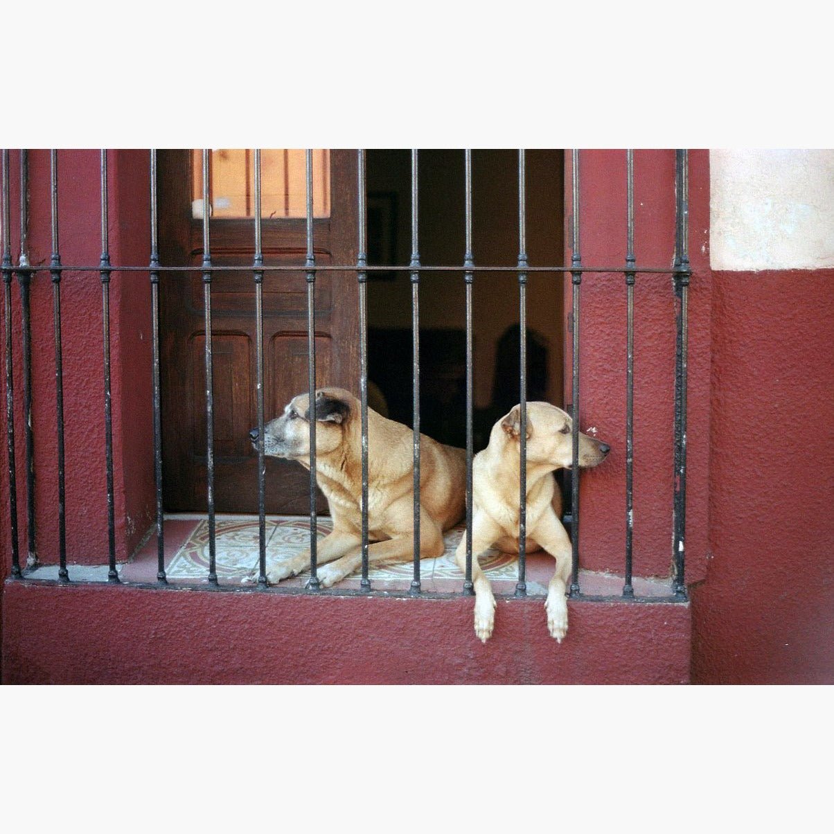 two dogs behind window bars - Kodak Pro Image 100 ISO 35mm colour negative film example image