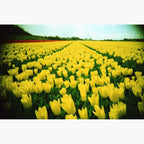 Field of flowers - Photographic sample from Slide Film (E6) XPro Developing service 