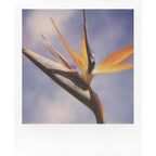 Polaroid Color SX-70