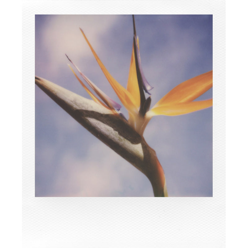 Polaroid Color SX-70