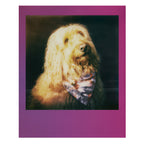 Polaroid Color Go Film - Double Pack - Black Frame Edition